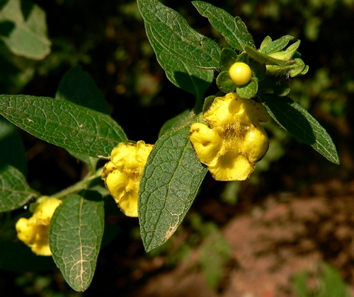 {Dasistoma macrophyllum}